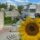 Eine Sonnenblume, die im Vordergrund steht. Im Hintergrund ist die Montessorischule zu sehen.