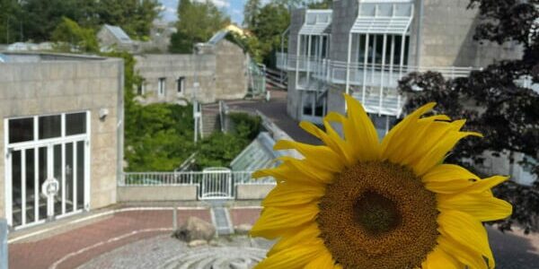 Eine Sonnenblume, die im Vordergrund steht. Im Hintergrund ist die Montessorischule zu sehen.