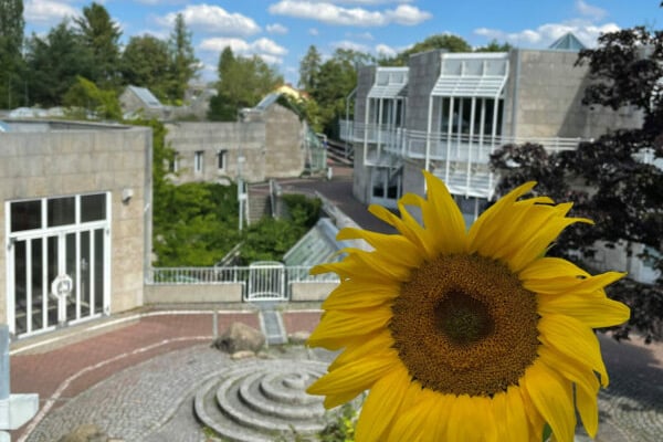 Eine Sonnenblume, die im Vordergrund steht. Im Hintergrund ist die Montessorischule zu sehen.